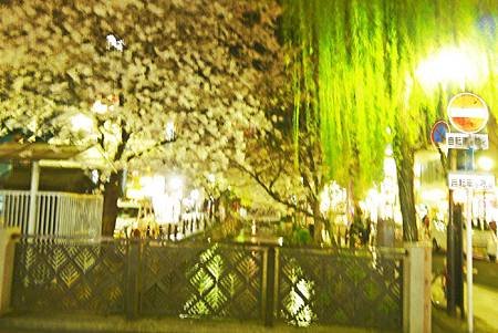 京都~高瀨川夜櫻 (13).jpg