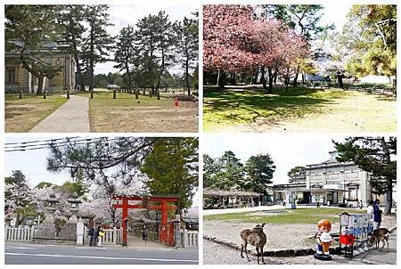 P1440888 (11.34.41.45) 奈良~奈良公園.jpg