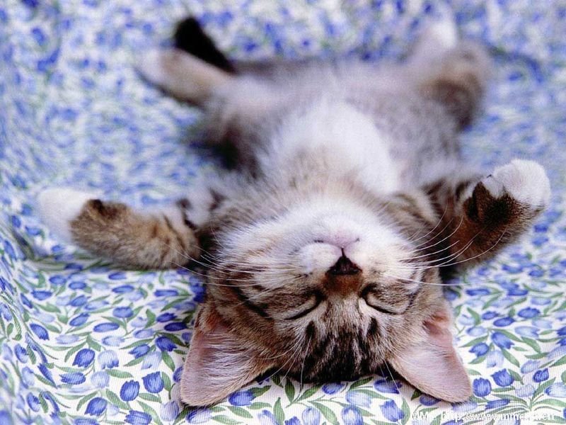cuty_cat32.jpg