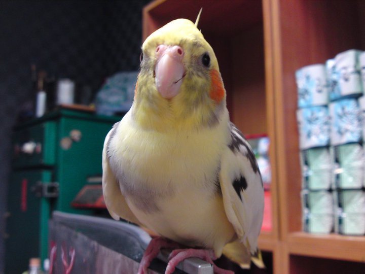秀五