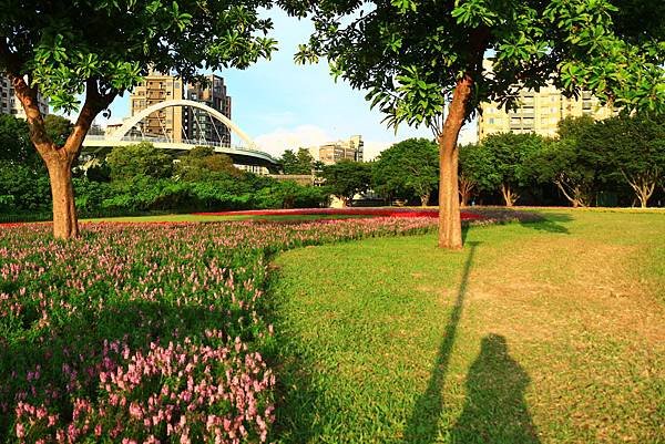 古亭河濱公園地景花海、夜拍 089