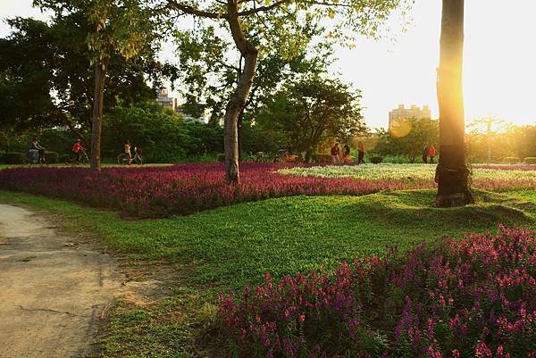 古亭河濱公園地景花海、夜拍 161