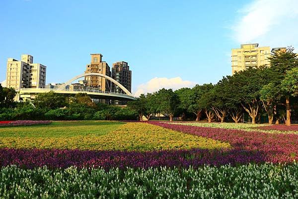 古亭河濱公園地景花海、夜拍 130