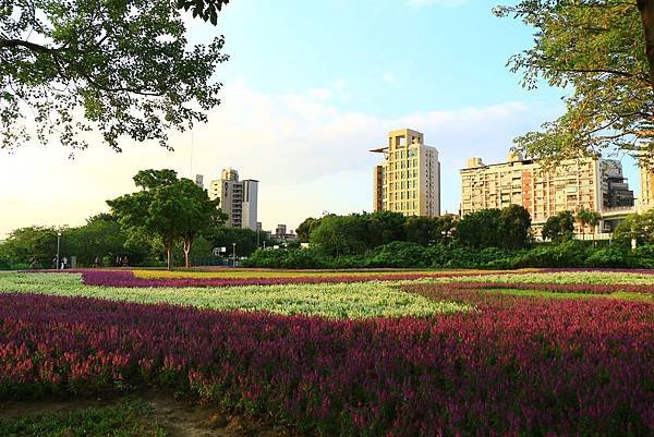 古亭河濱公園地景花海、夜拍 153