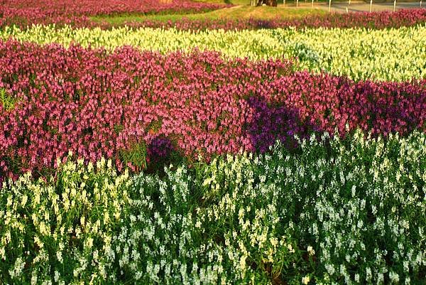 古亭河濱公園地景花海、夜拍 132