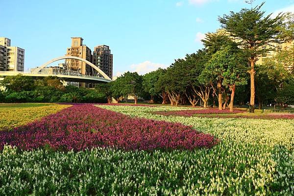 古亭河濱公園地景花海、夜拍 141