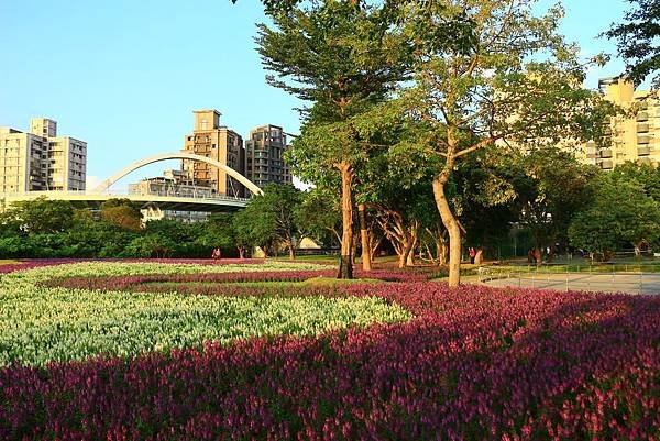 古亭河濱公園地景花海、夜拍 144