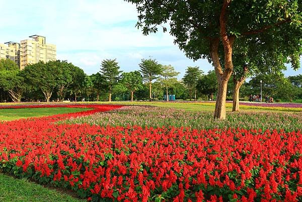 古亭河濱公園地景花海、夜拍 082