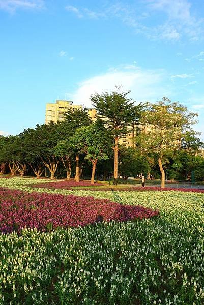 古亭河濱公園地景花海、夜拍 136