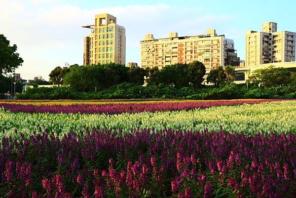 古亭河濱公園地景花海、夜拍 149