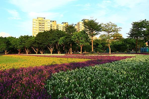 古亭河濱公園地景花海、夜拍 119