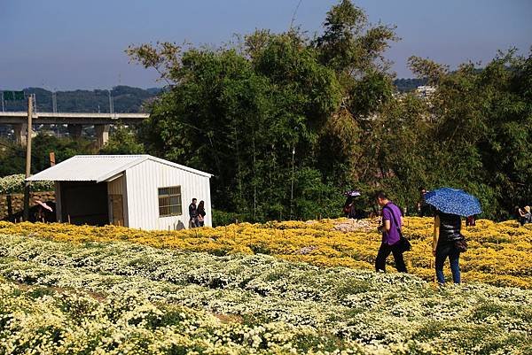 銅鑼杭菊、新社花海節 016