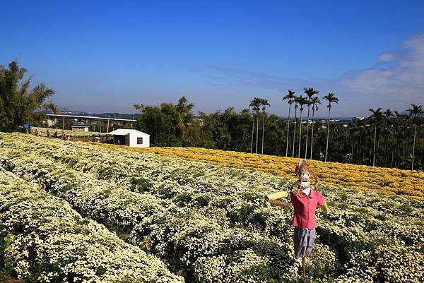 銅鑼杭菊、新社花海節 018