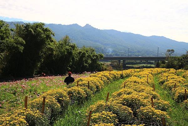 銅鑼杭菊、新社花海節 045