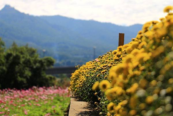 銅鑼杭菊、新社花海節 053