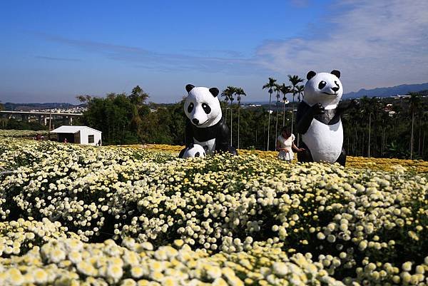 銅鑼杭菊、新社花海節 008