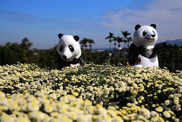 銅鑼杭菊、新社花海節 009