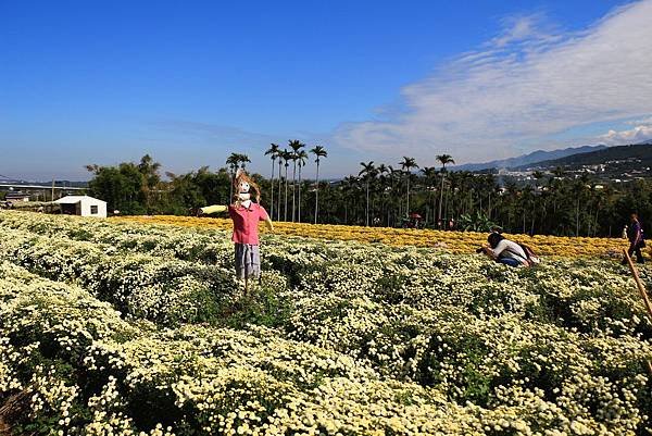 銅鑼杭菊、新社花海節 014