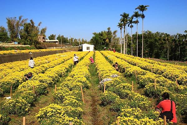 銅鑼杭菊、新社花海節 028