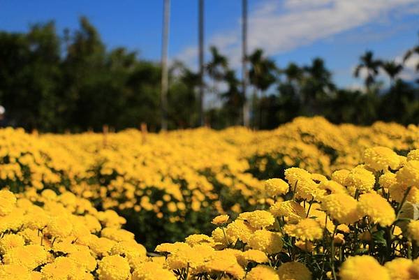 銅鑼杭菊、新社花海節 075