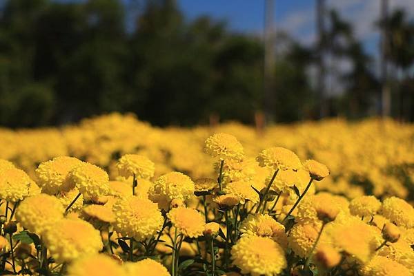 銅鑼杭菊、新社花海節 074