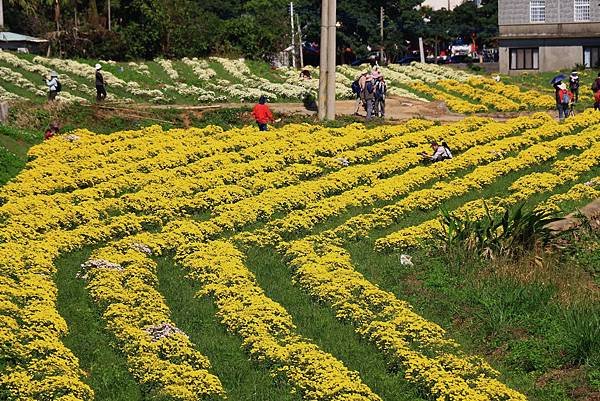 銅鑼杭菊、新社花海節 091