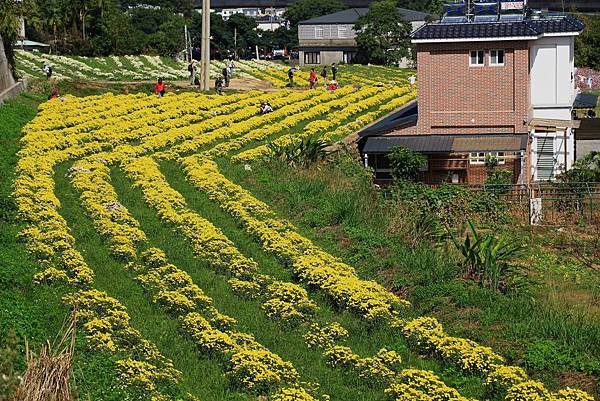 銅鑼杭菊、新社花海節 090