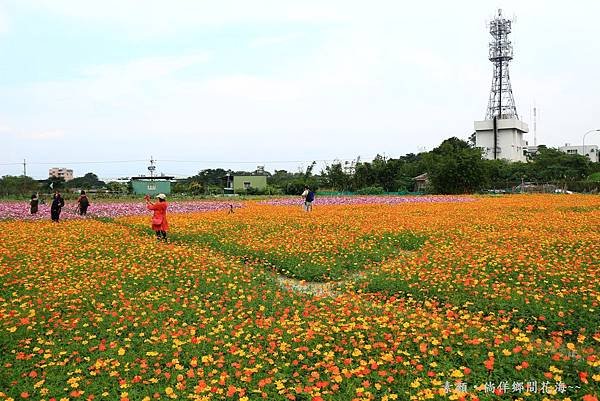 鄉間波斯菊 花海 016