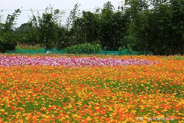 鄉間波斯菊 花海 032