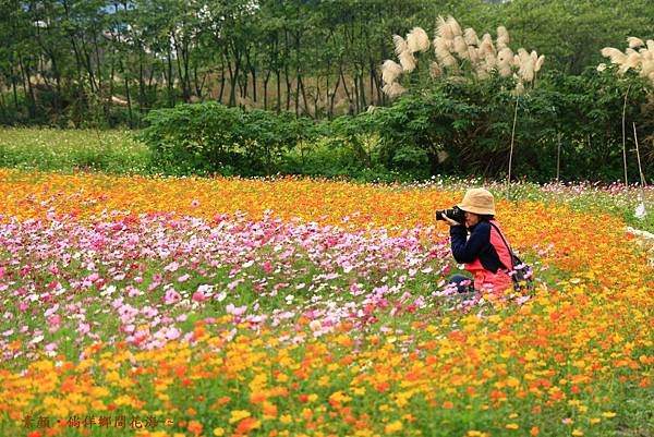 鄉間波斯菊 花海 175