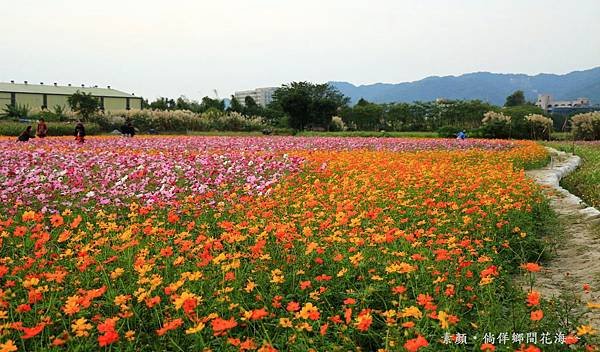 鄉間波斯菊 花海 216