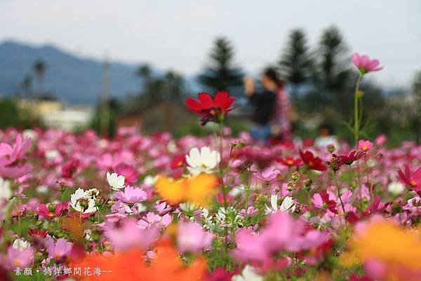 鄉間波斯菊 花海 094