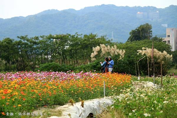 鄉間波斯菊 花海 218