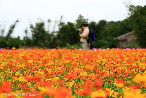 鄉間波斯菊 花海 045