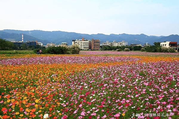 鄉間波斯菊 花海 101