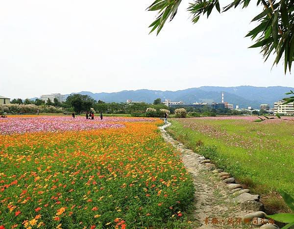 鄉間波斯菊 花海 190