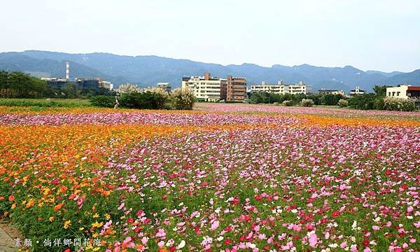 鄉間波斯菊 花海 067