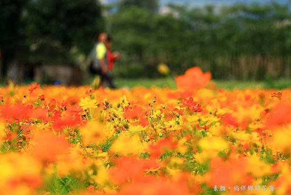 鄉間波斯菊 花海 038