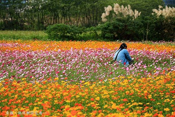 鄉間波斯菊 花海 154