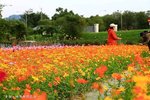 鄉間波斯菊 花海 077