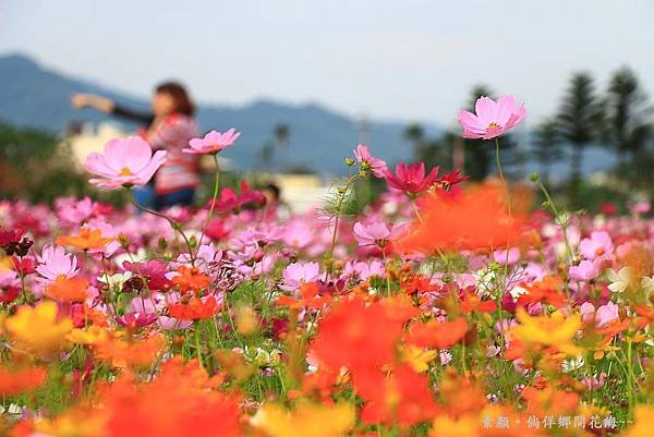 鄉間波斯菊 花海 086