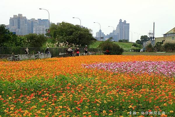 鄉間波斯菊 花海 215