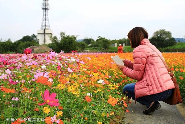 鄉間波斯菊 花海 075