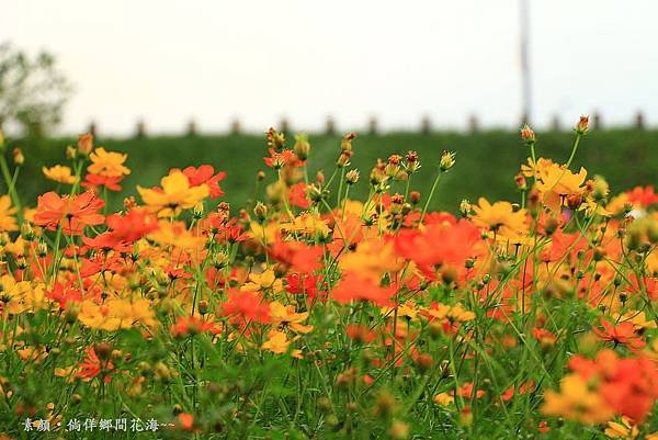 鄉間波斯菊 花海 220