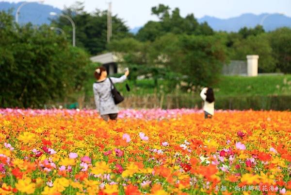 鄉間波斯菊 花海 264