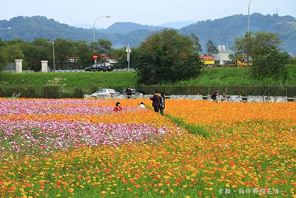 鄉間波斯菊 花海 246