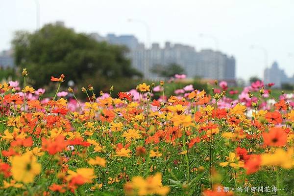 鄉間波斯菊 花海 221