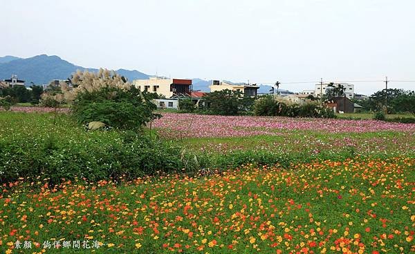 鄉間波斯菊 花海 251