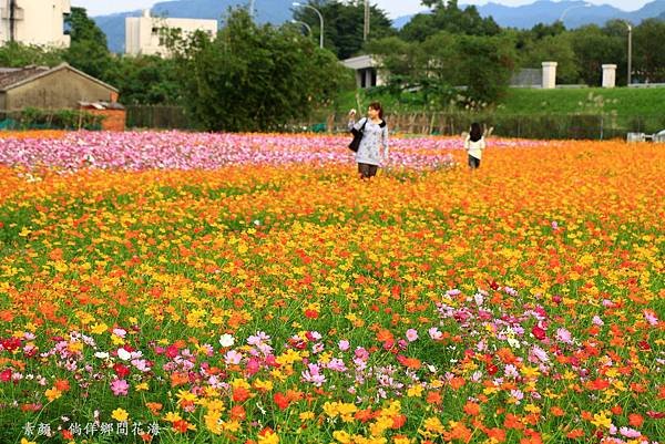 鄉間波斯菊 花海 263