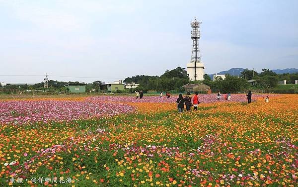 鄉間波斯菊 花海 269